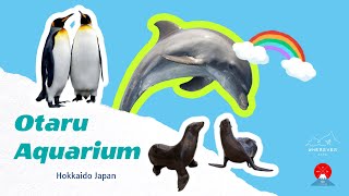 ตกหลุมรักญี่ปุ่น Wherever | EP.5 โลมาโชว์ นกเพนกวินเดินพาเหรด แมวน้ำน่ารักที่ Otaru Aquarium