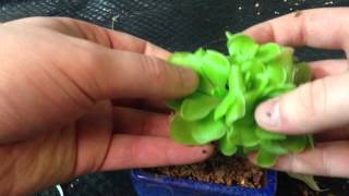 Pinguicula moranensis - How to Repot and Divide Carnivorous Plant Mexican Butterwort