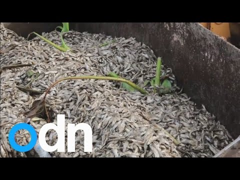 50 TONS OF DEAD FISH WASH UP ON MEXICAN LAKE