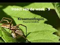 Insect van de Week 9: Kraamwebspin