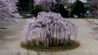 とちぎの風景 孝子桜 宇都宮市立城山西小学校 2020  4K