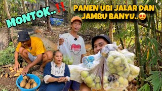 DAILIY VLOG PANEN JAMBU DAN UBI JALAR ALHAMDULILLAH DAPAT BANYAK😍 TAPI ADA YANG HILANG🥹