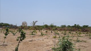 वृक्षारोपण करताना पक्ष्यांसाठी झाडे लावा.