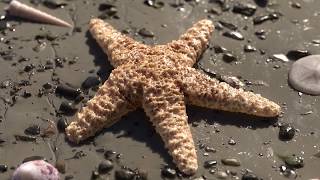 Ultra-Realistic Starfish Render using RealityCapture and 3ds Max