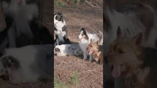 Dog Really Hates Middle Finger - Funny Dogs - Angry Dogs 20 May 2021