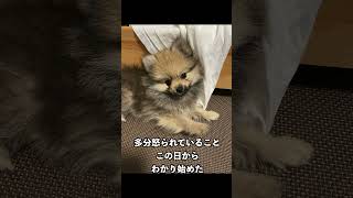 ポメラニアンが来て2週間 #pomeranian  #ポメちゃん #ジョン #可愛い #pomポメ　＃ポメ　＃ポメラニアン　＃pome　 #ポメくん #癒し　＃オス