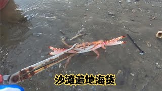 海水退潮后沙滩上遍地海货，小郑赶海居然捡了满满一桶，太过瘾了