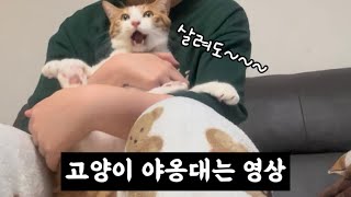 [냥이로그] 고양이 발톱깎는 영상(인데 야옹야옹을 곁들인)