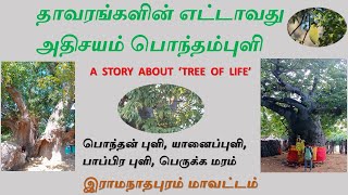 உலகின் எட்டாவது அதிசயம் பொந்தம்புளி, ஆனைப்புளி # Karpaka viruksham