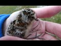 baby baird s sandpiper