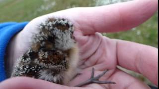 Baby baird's sandpiper