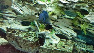 Jack Dempsey and tank mates. 75 gallon cichlid aquarium.