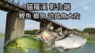 貓羅溪鯉魚 鯽魚 武昌魚釣況佳（第五十四集）