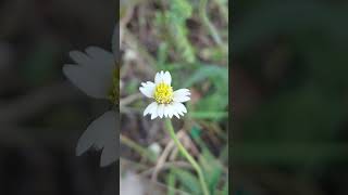 வெட்டுவாங்கன்னி.  தாத்தா பூ. தலை வெட்டி பூ Tridax procumbens