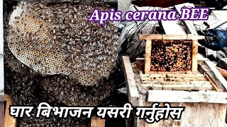 Apis cerana BEE 🐝घार बिभाजन यसरी गर्नुहोस