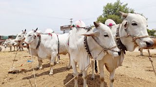 నా దగ్గర ఎనీ టైం మూడు జతల ఒంగోలు జాతి సేద్యపు  ఎద్దులు ఉంటాయి అని చెబుతున్న షేర్ పల్లి రైతు-ox-oxen