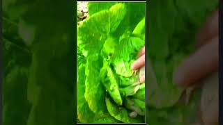 신선한 유기농 양배추 수확Harvest fresh organic cabbage#farming #enjoyrurallife#satisfying#rurallife#vegetables