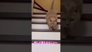 両手でハートを作るとリスナーに推してもらえるらしい#shorts #ねこのきもち#cat