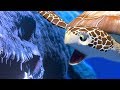 SEA TURTLE vs GIANT SEA REPTILE MOSASAURUS - Feed and Grow Fish - Part 54 | Pungence