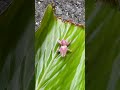 Orchid Praying Mantis: A Majestic Predator Resting on a Leaf #shorts #orchidmantis