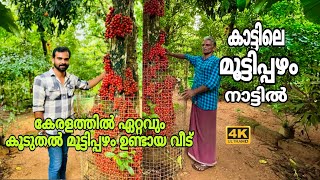 Baccaurea courtallensis or mooti pazham| കാട്ടിലെ മൂട്ടിപ്പഴം കേരളത്തിൽ ഏറ്റവും കൂടുതലുള്ള വീട്