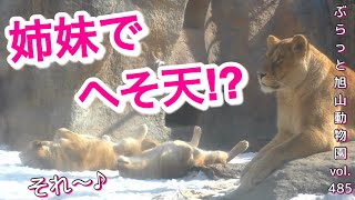 《旭山動物園ライオン\u0026トラ》可愛いWへそ天の姉妹。オリトの咆哮を真似るす？フウvol485/Cute lion doing double belly button dance＆tiger