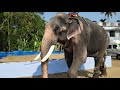 ഒരു നടയടി കാണാം പാറമേക്കാവ് ആന paramekkavu padmanabhan kerala elephant