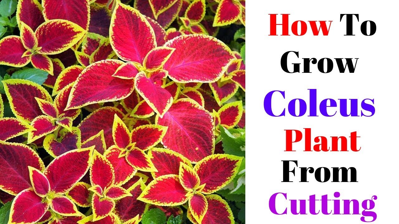 How To Grow Coleus Plant From Cutting || With Result Update - YouTube