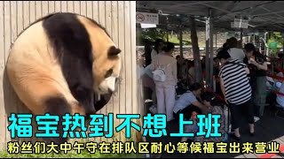 8.5日天气热，福宝热到不想上班，下午两点半一直在内室没有出来#panda #푸바오 #fubao