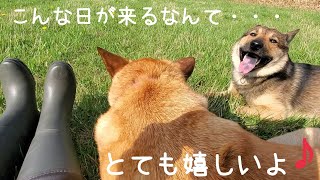 ただ座っているだけですが、幸せな気持ちです～ミメ＆大雪との散歩🐺🍀😊(5月14日)