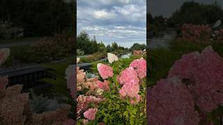 #selfish #beautiful #hydrangeas #garden #hortensia #гортензия #hydrangea #paniculata #flower #nature