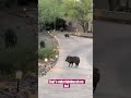 javelina encounter goes crazy 😱 wildlife javelina nature surprise tucson