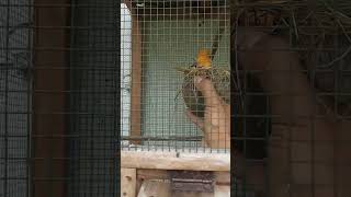 Ternak Kenari Itu Mudah. Cara Apapun Bisa #kenari #canary #birdsbreeding #birdsbreedingformula