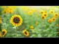 Where you can get lost in a sunflower maze in the St. Louis area