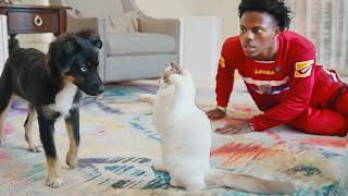 iShowSpeed New Cat Meets His Dog... (bad idea)