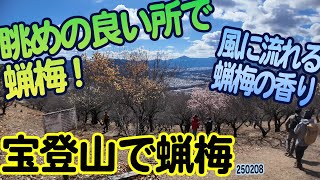 『宝登山で蝋梅』埼玉県秩父郡長瀞町長瀞：部分ごとの開花で十分に楽しめます！