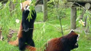 レッサーパンダの七夕　八木山動物公園