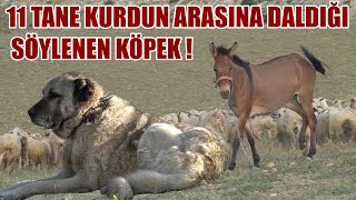 11 TANE KURDUN ARASINA DALDIĞI İDDA EDİLEN ÇOBAN KÖPEĞİ !! ANADOLU ÇOBAN KÖPEKLERİ VE KANGAL MALEZİ