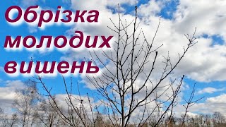 Обрізка та форміровка вишень від 2 до 6 років / Pruning cherries