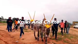 HALLIKAR BULL RACE IN BANGALORE      # Kalki And Chitte #