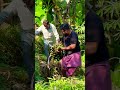 😱biggest bunch of plantain😱ഒരു മുട്ടൻ വാഴക്കുല dakshina shortfeed homemade