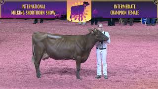 936 Milking Shorthorn Intermediate Champion Female