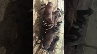Таза кандуу гисар фигура класс жашы 2 тиш барыы байланыш 0773955195