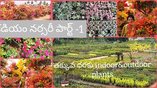 కడియం నర్సరీ పార్ట్ 1#kadiyam, kadiyapulanka narsary#plants for wholesale#Rajamundry vlogger