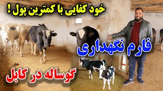 جوان تحصیل کرده با دو لیسانس صاحب فارم گاو و گوساله در غرب کابل خواستن توانستن /ghazanfari