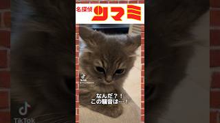 【名探偵】見た目は子猫、頭脳は大人猫・・・ #子猫 #おすすめ #かわいい #つまみちゃん #ラガマフィン #猫 #cat #shorts#ねこのいる生活