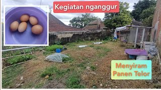 Kegiatan menganggur | Panen Telor dan menyiram di sore hari