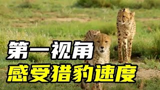 第一视角感受猎豹捕猎场景，地表最快奔跑速度，太猛了吧 | 世间放映厅