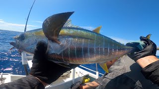 Brisbane Mackerel and Yellowfin Tuna