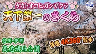 1,500本の桜並木【4K 360度動画】信州・高遠さくら2018【VR散歩】